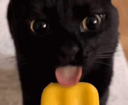 Cat Lick GIF - Cat Lick GIFs