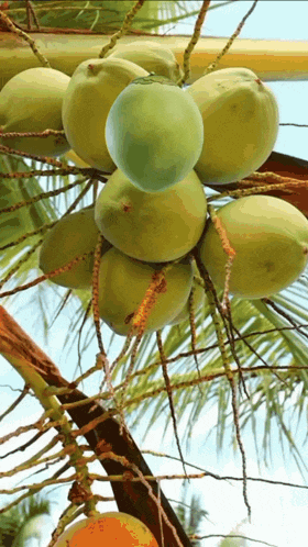a bunch of green coconuts are hanging from a tree