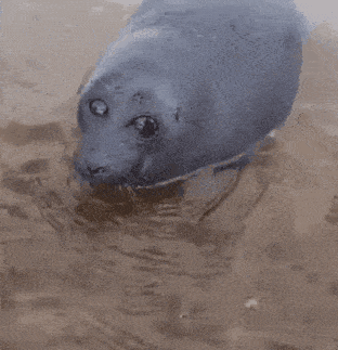 a seal is swimming in the water and looking up at the camera