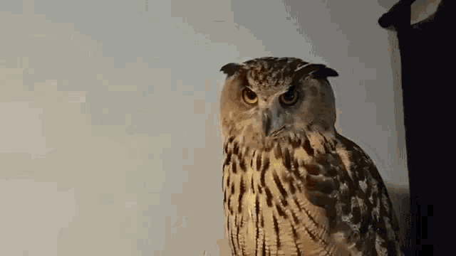 an owl is sitting on a table in front of a white wall .