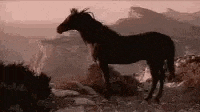 a black horse is standing on top of a rocky hillside .