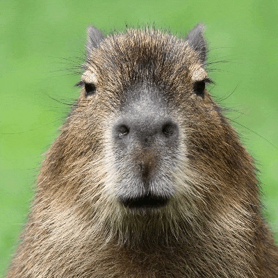 a close up of a capybara 's face against a green background