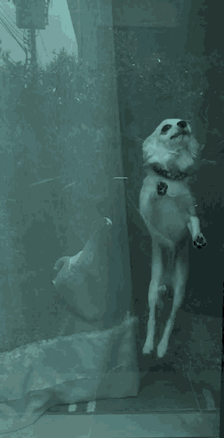 a small white dog is standing on its hind legs behind a glass wall