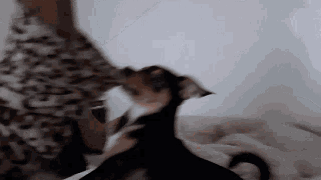 a blurry picture of a person playing with a cat
