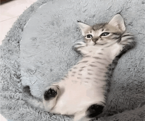 a kitten is laying on its back on a blanket on the floor .