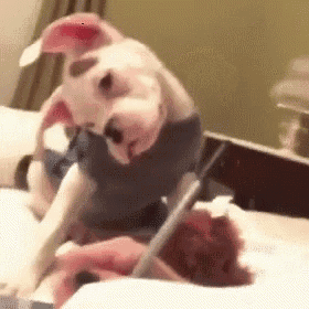 a dog is sitting on a bed with a person .