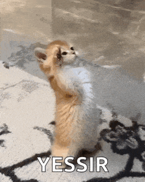 a kitten is standing on its hind legs with the word yessir above it .