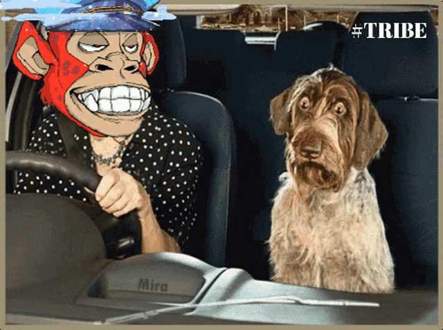 a picture of a monkey driving a car next to a dog with #tribe written on the bottom