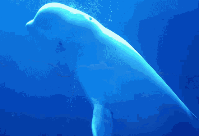 Jinny Jinnytty GIF - Jinny Jinnytty Beluga Whale GIFs