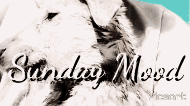 a picture of a dog with the words sunday mood written on it