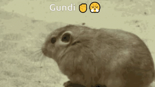 Gundi Common Gundi GIF - Gundi Common Gundi Boofe GIFs