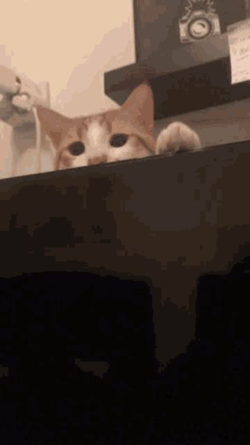 an orange and white cat is peeking over a table
