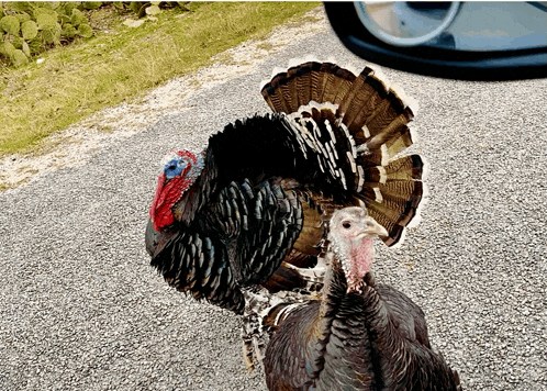 two turkeys standing on a road with their feathers spread