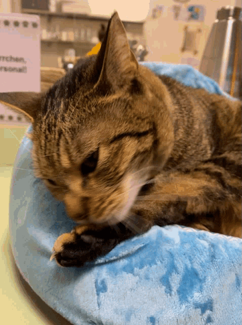 a cat is laying on a blue blanket in front of a sign that says ' personal '