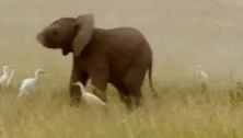 Elephant Happy GIF - Elephant Happy Trunk Swing GIFs