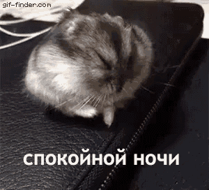 a hamster is sleeping on top of a black leather couch .