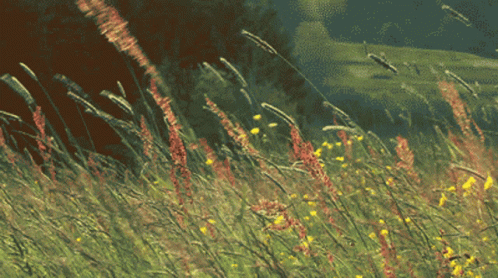 Grass Wind GIF - Grass Wind Nature GIFs