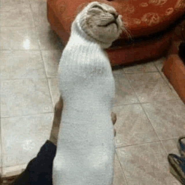 a cat is wrapped in a white sock .