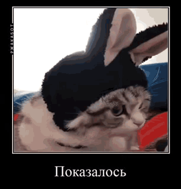 a cat wearing a black hat with bunny ears is laying on a bed .