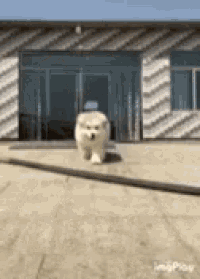 a small white dog is walking in front of a house .