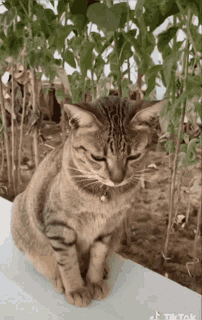 a cat with its eyes closed is sitting in front of a bush .