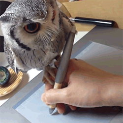 Owl Help You! GIF - Owl Write Cute GIFs