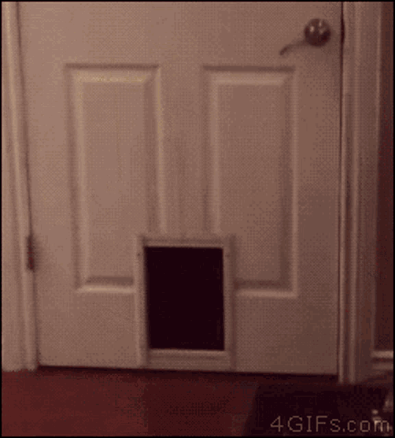 Cat Door GIF - Cat Door GIFs