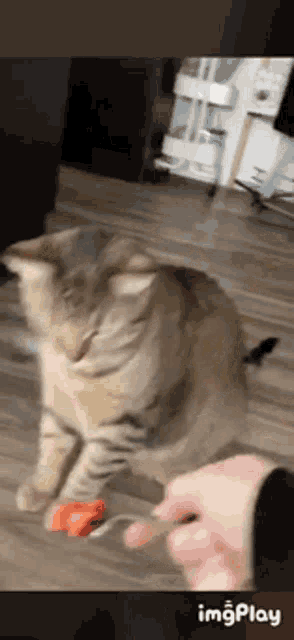a cat is playing with a toy on the floor