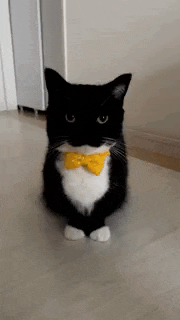 a black and white cat with a yellow bow tie is sitting on the floor .