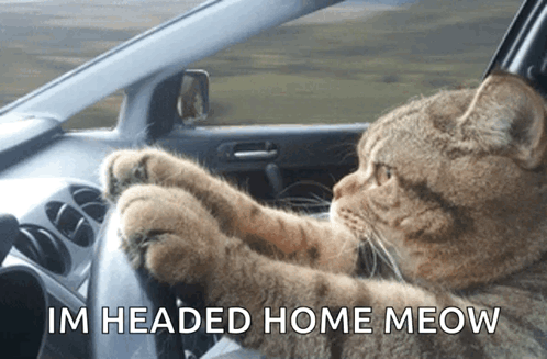 Humeur en GIF - Page 11 Cat-driving-serious