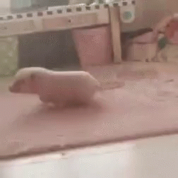 Pig Pet GIF - Pig Pet Cute GIFs