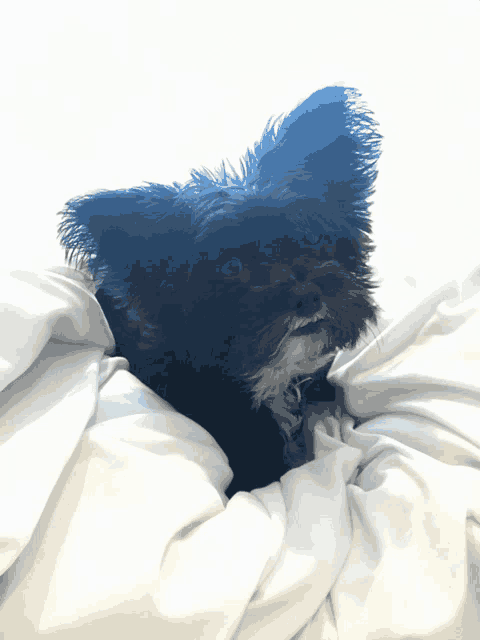 a small black and white dog laying on a bed with white sheets