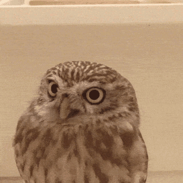 Owl сова GIF