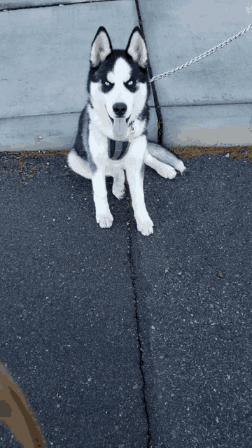 a husky dog is sitting on a sidewalk with its tongue hanging out