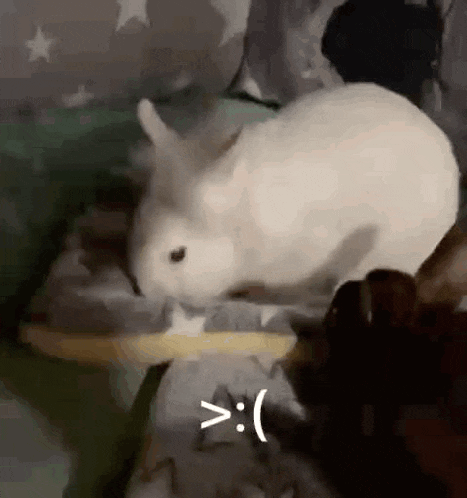 a white rabbit is standing next to a cat on a couch .