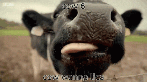 Cow Cow6 GIF - Cow Cow6 __6 GIFs