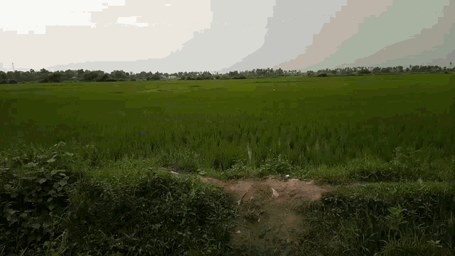 a large green field with a dirt path going through it