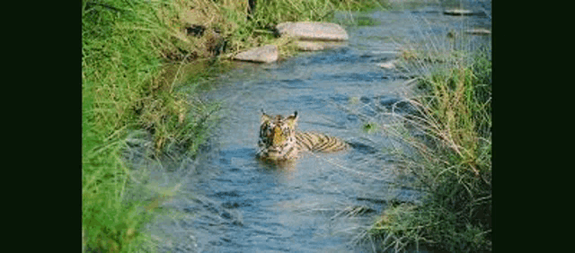 a tiger is swimming in a river surrounded by tall grass .