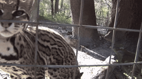 a close up of a leopard behind a fence