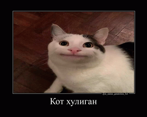 Beluga Cat GIF - Beluga Cat кот GIFs