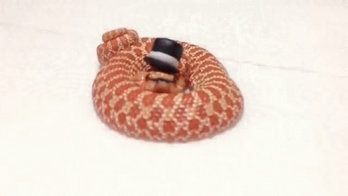 Ssssir Snakes GIF - Snake Top Hat GIFs