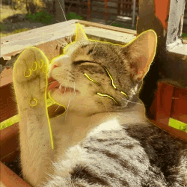 a cat with a yellow outline around its paws