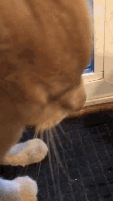 a close up of a cat 's nose and paw
