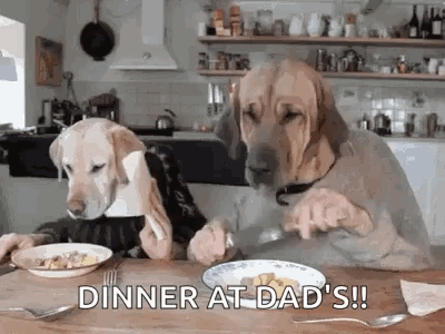 Funny Animals Dogs Eating Dinner GIF - Funny Animals Dogs Eating Dinner Formal Dinner GIFs