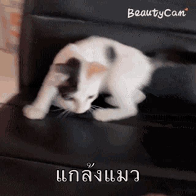 a black and white cat is crawling up a set of stairs with a beautycam logo behind it