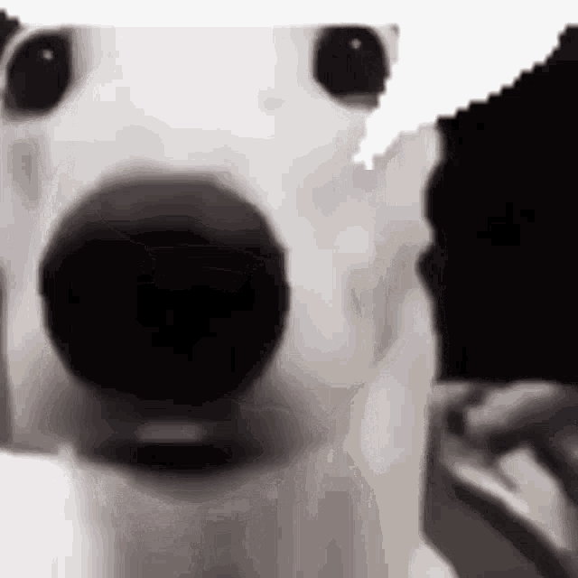 a close up of a white dog 's face with a black nose