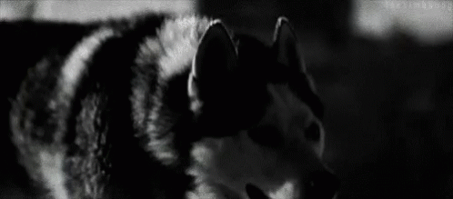 Magestic Husky GIF - Magestic Husky Siberian Husky GIFs