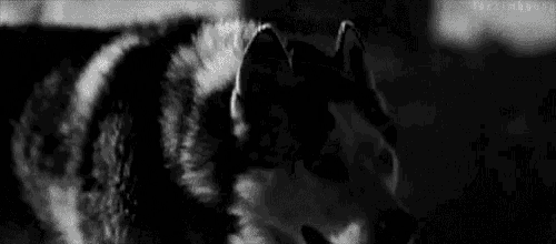 a black and white photo of a husky dog in the dark .