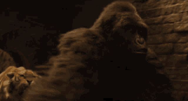 a close up of a tiger 's paw on a bear 's head