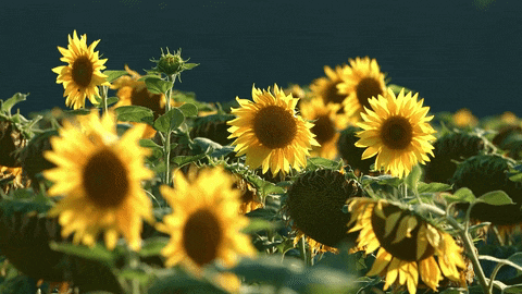 a field of sunflowers with a dark background